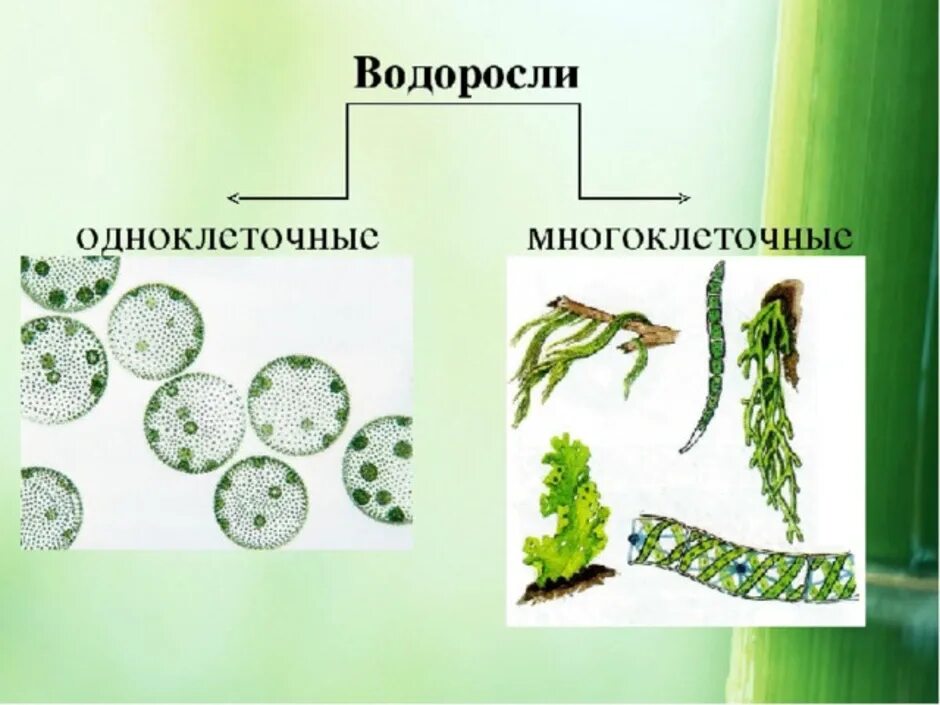 Разнообразие водорослей биология