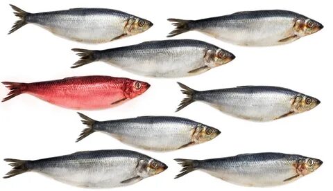Red herring