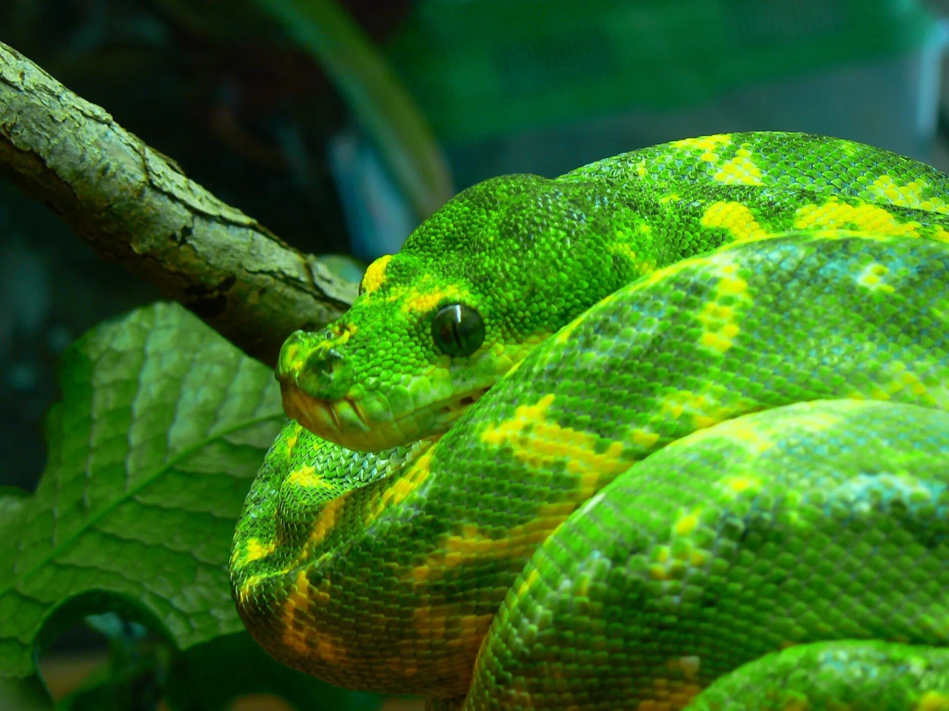 Змей хамелеон. Зеленый питон (Morelia viridis). Змея питон зеленый. Питон хамелеон. Хвост зеленого питона.