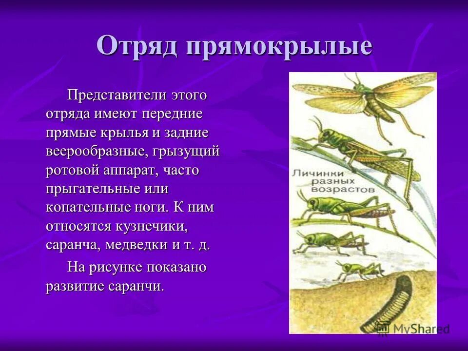 Отряд насекомых тип развития. Отряд Прямокрылые (Orthoptera) представители. Представители отряда прямокрылых насекомых. Отряд Прямокрылые размножение. Отряд Прямокрылые биология 7 класс.