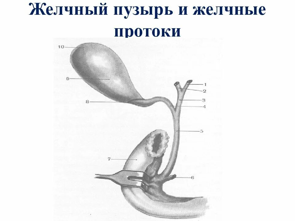 Строение желчного пузыря и желчевыводящих путей. Строение желчного пузыря и желчевыводящих протоков. желчный пузырь и протоки анатомия. желчные протоки строение анатомия. пузырный проток желчного пузыря.