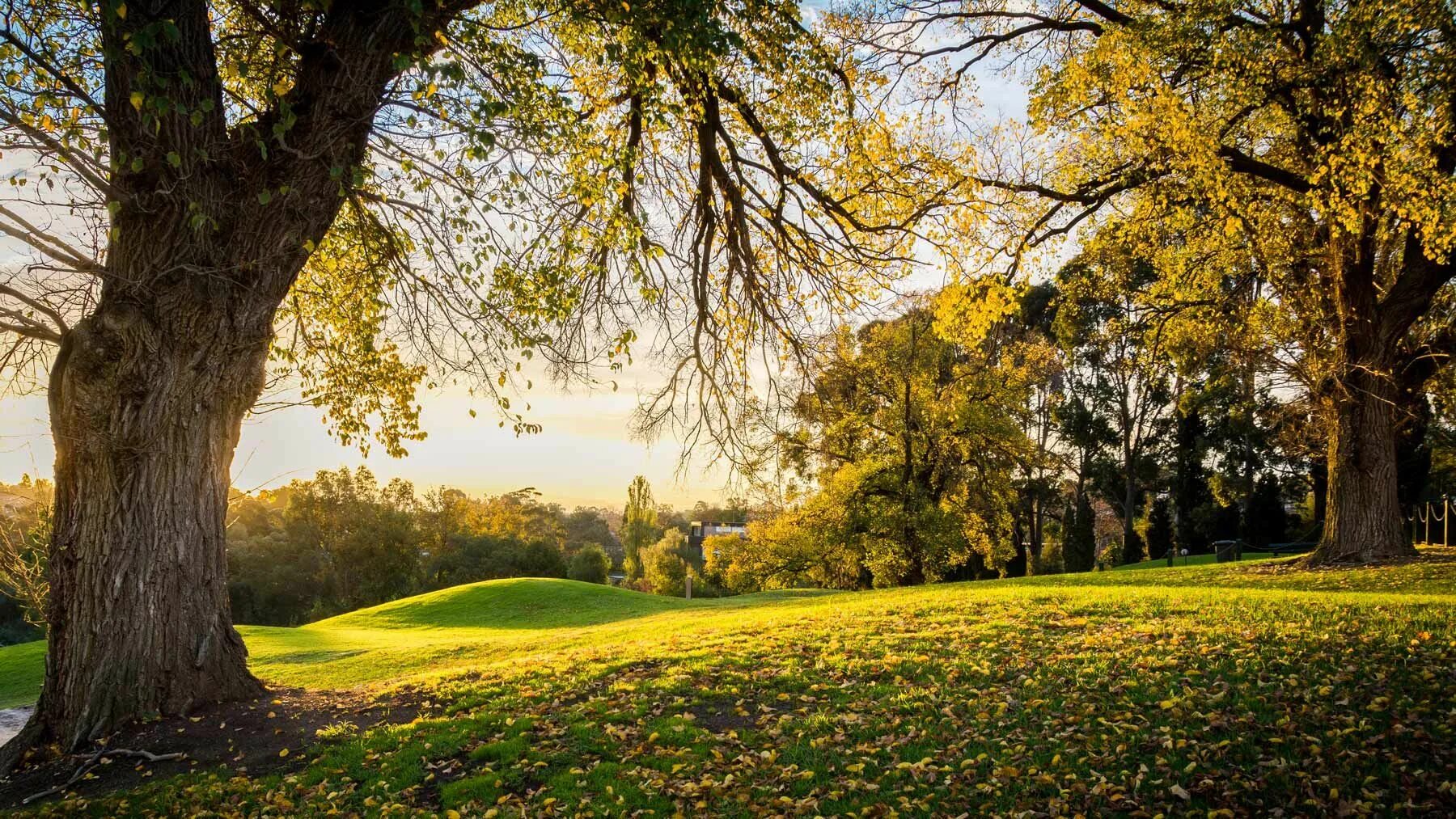 Tree course. Tree course