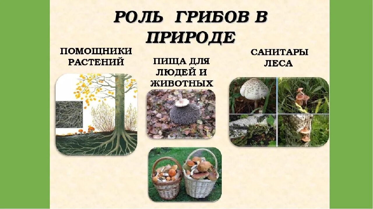 Значение грибов в природе. Значениегриюов в природе. Роль грибовов в природе. Грибы в жизни человека и в природе.