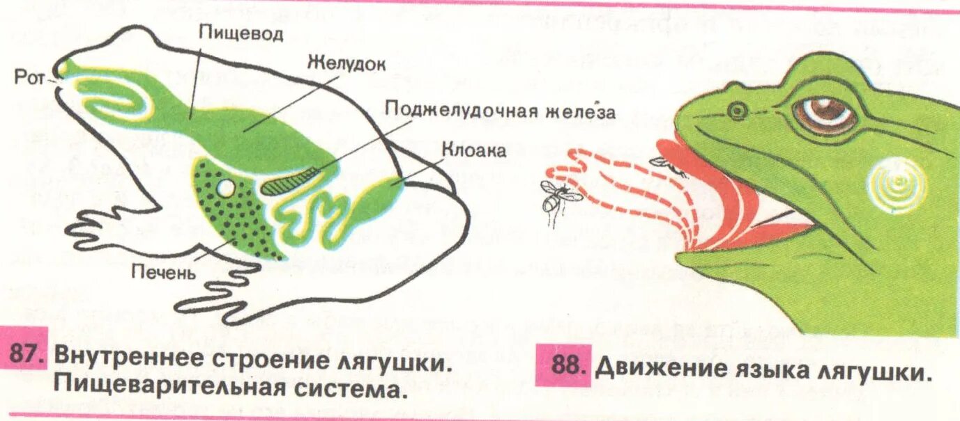 Клоака у лягушки строение. Схема пищеварительной системы лягушки. Внутреннее строение амфибии лягушки. Строение пищеварения лягушки. Земноводные пищеварительная система таблица