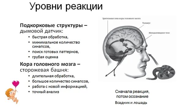 Защитные реакции мозга. Быстрая реакция мозга. Защитная реакция мозга. Мозг время реакции. Реакция мозга на слова.