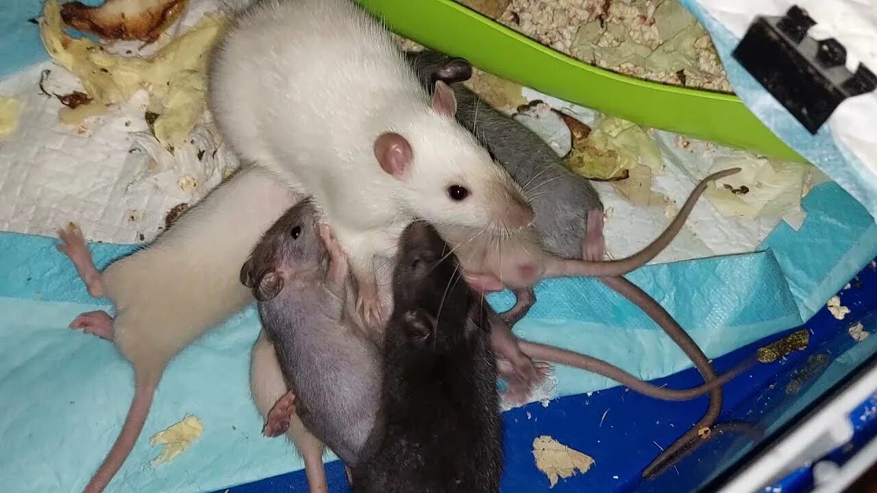 Крыса окрас циннамон. Интересные факты крыски. Температура тела крысы. Две крысы. Агути окрас крысы.