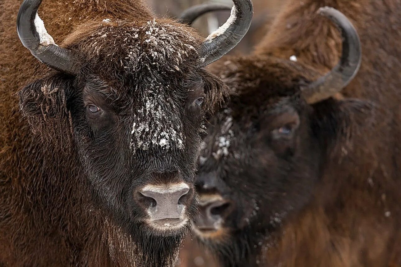 Сайт зубр. Зубр лого. Беловежская пуща зубры. Самка бизона. 45269 зубр.