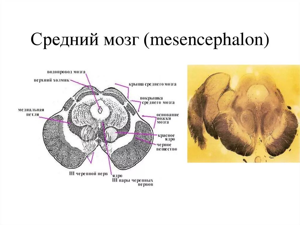 Средний мозг включает в себя