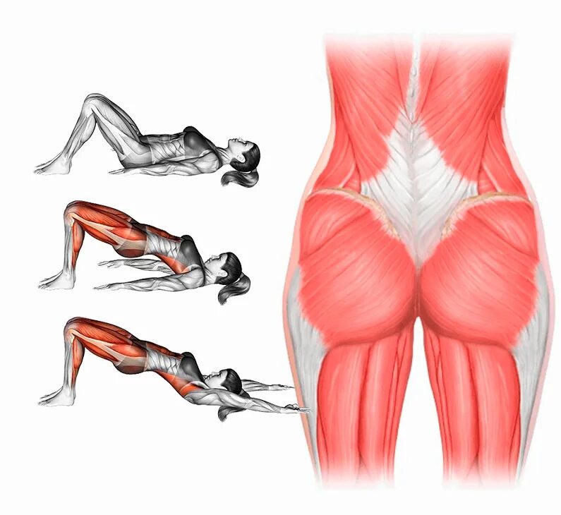 Как накачать ягодицы женщине 40. Малая ягодичная мышца анатомия. Ягодичные мышцы анатомия упражнения. Большая ягодичная мышца анатомия упражнения. Упражнения для качания средней ягодичной мышцы.