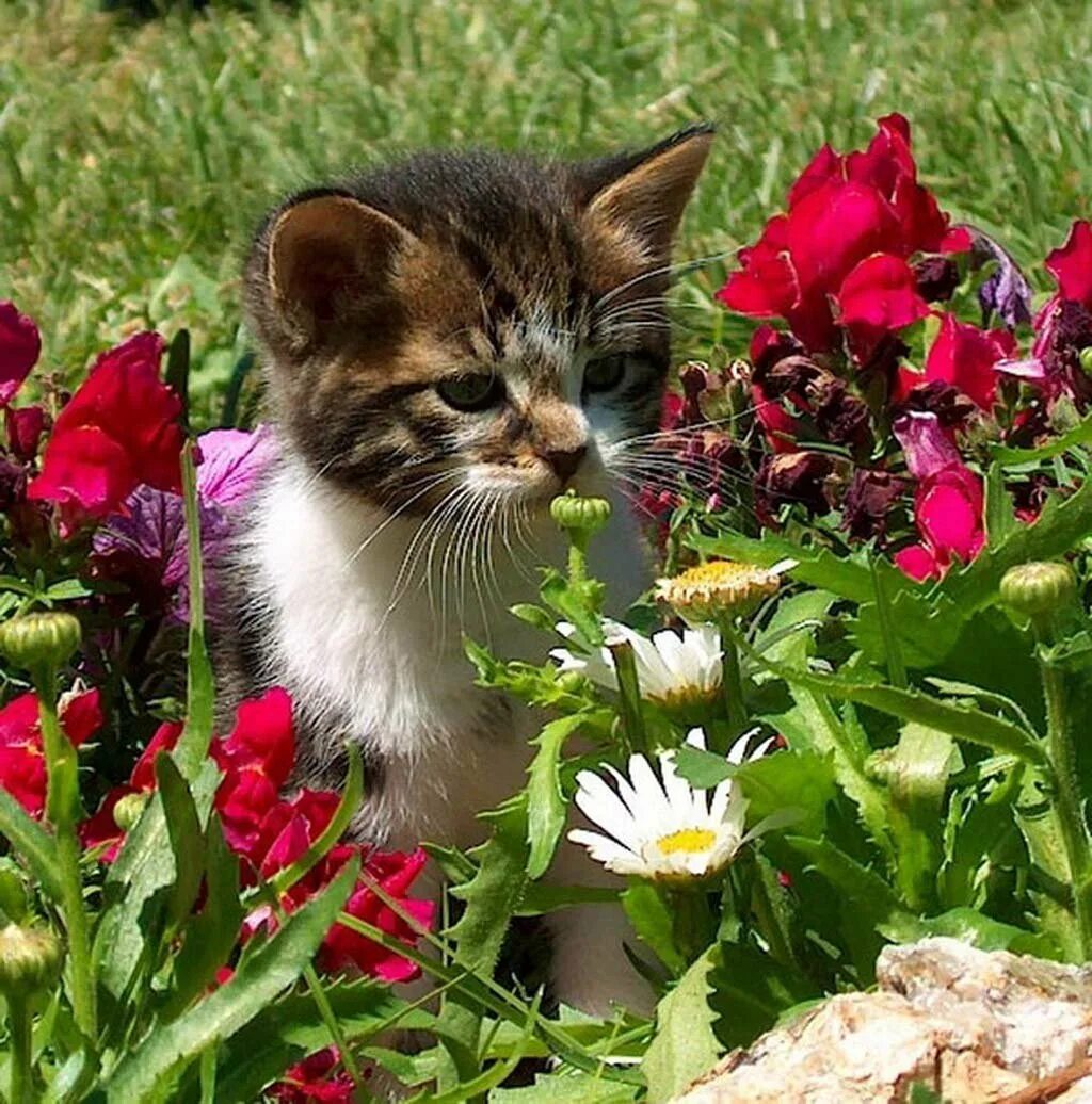 Добрые пожелания с кошками. Котенок в цветах. Добрые пожелания с животными. Кошка лето. Животные с цветами.