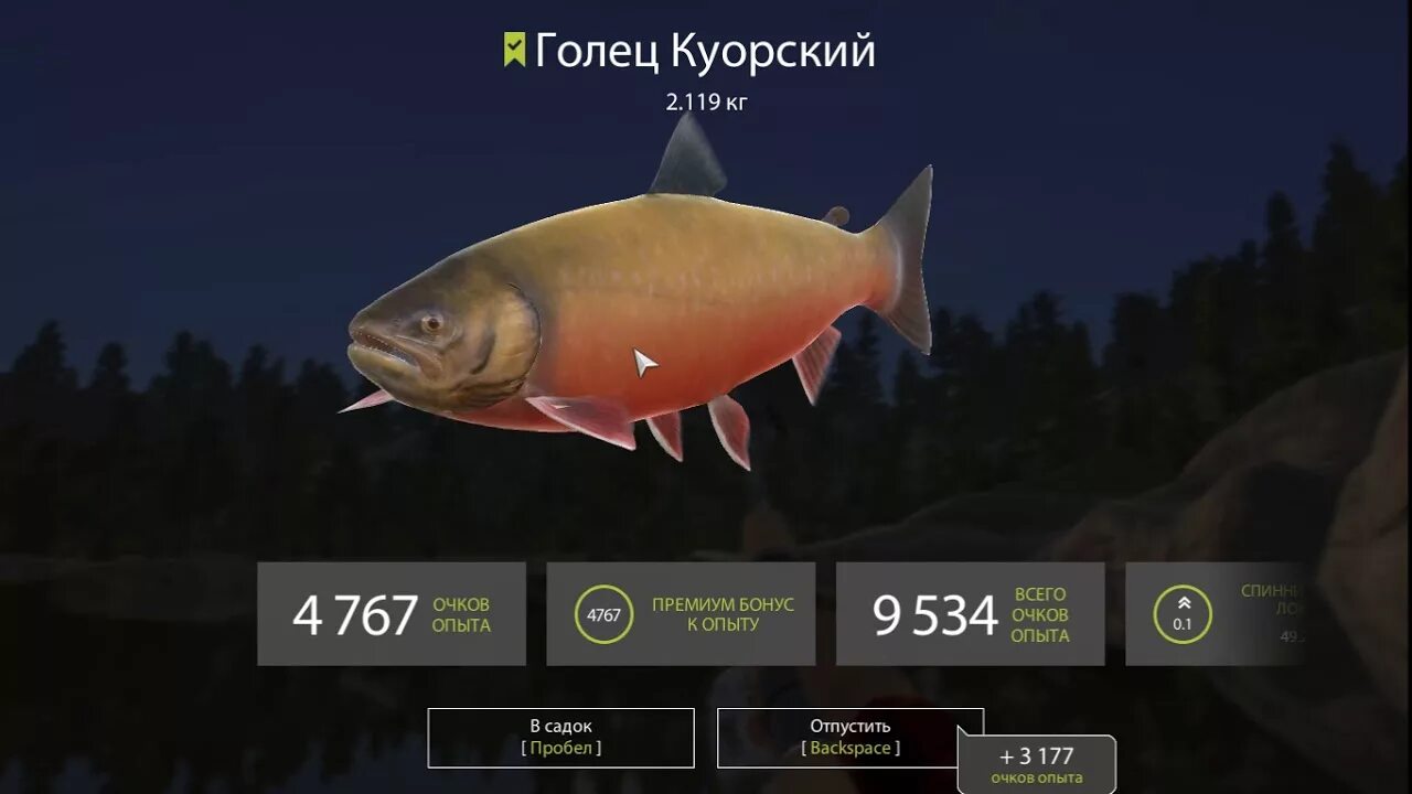 Голец реальная рыбалка. Голец куорский рр4 редкий трофей. голец куорский русская рыбалка 4. голец куорский трофей. голец куорский рр4 трофеи.