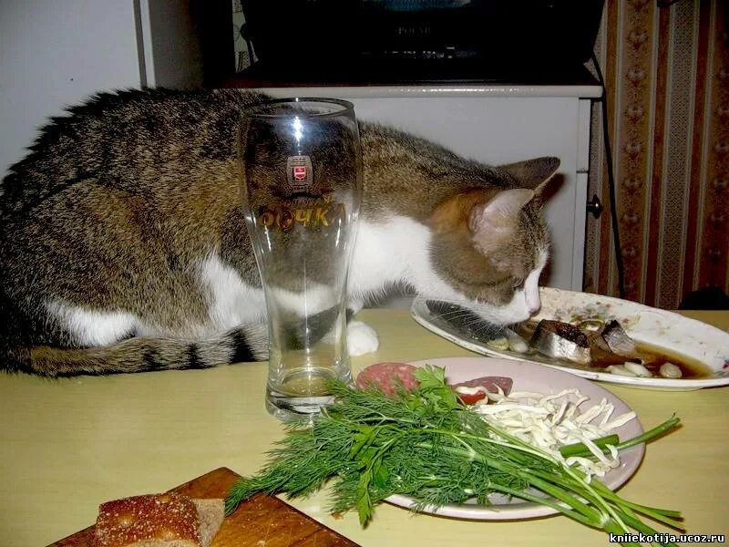 коты и селедка. рыбка для кошки. селедку кушать.