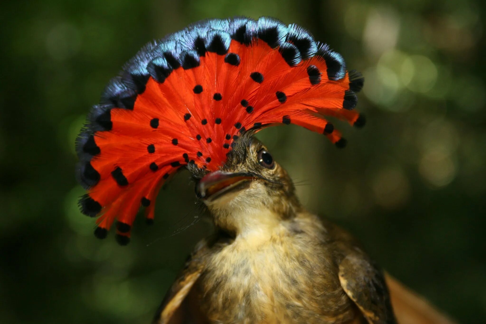Самые красивые существа. Амазонский венценосный мухоед. Королевский венценосный мухоед. Амазонская Королевская мухоловка. Птичка амазонский мухоед.