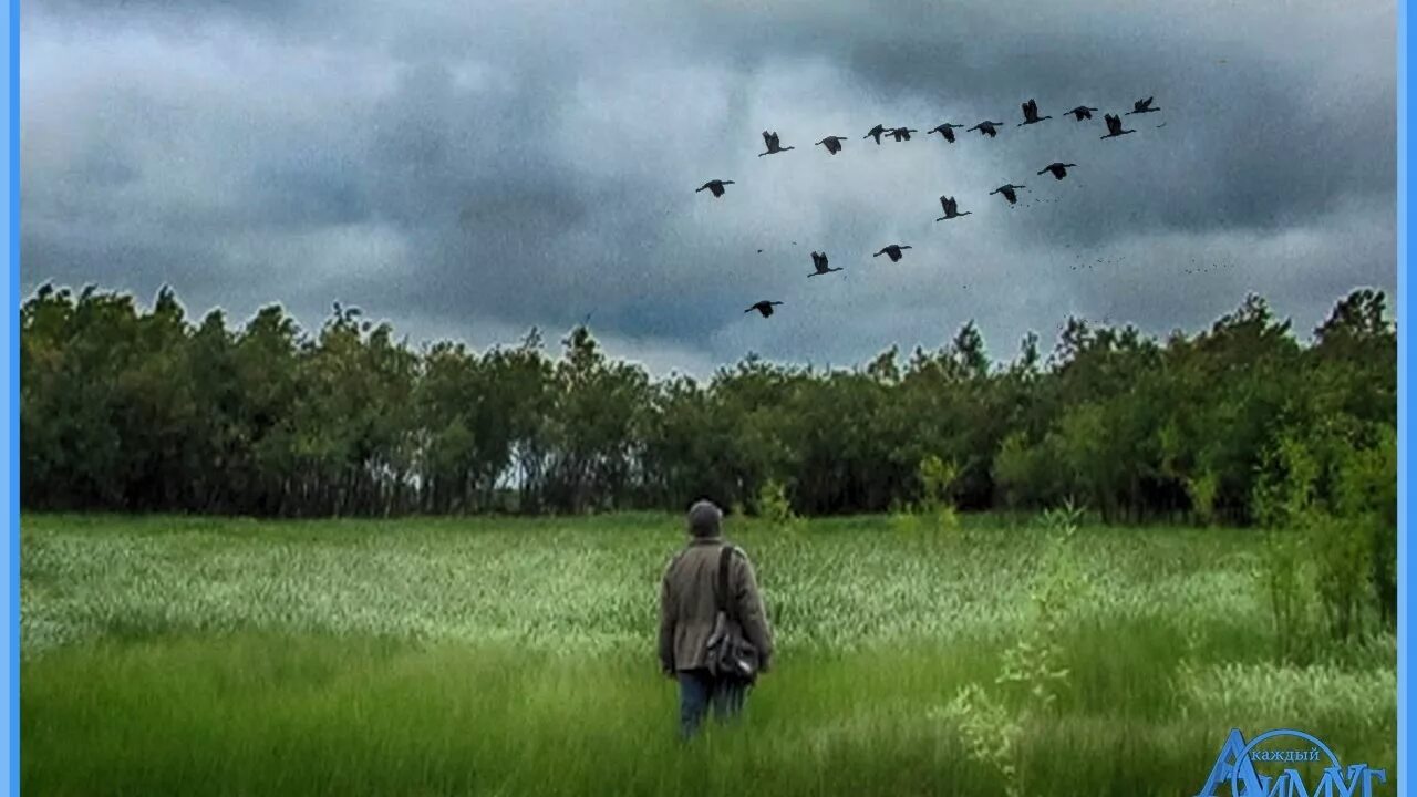 Полетели луга. Птицы над полем. Журавль и человек. Птица летит. Одинокий журавль.