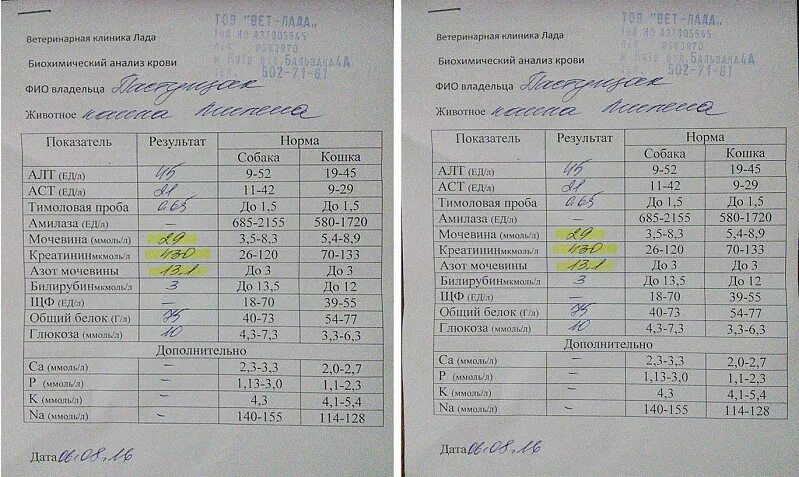 Какие анализы крови показывают почки. Анализатор биохимические исследования крови. Показатели биохимии крови при опухоли. Общий анализ крови патология. Общий анализ крови пример.