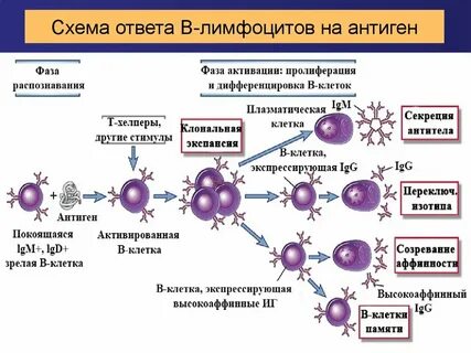 Иммунные супрессоры