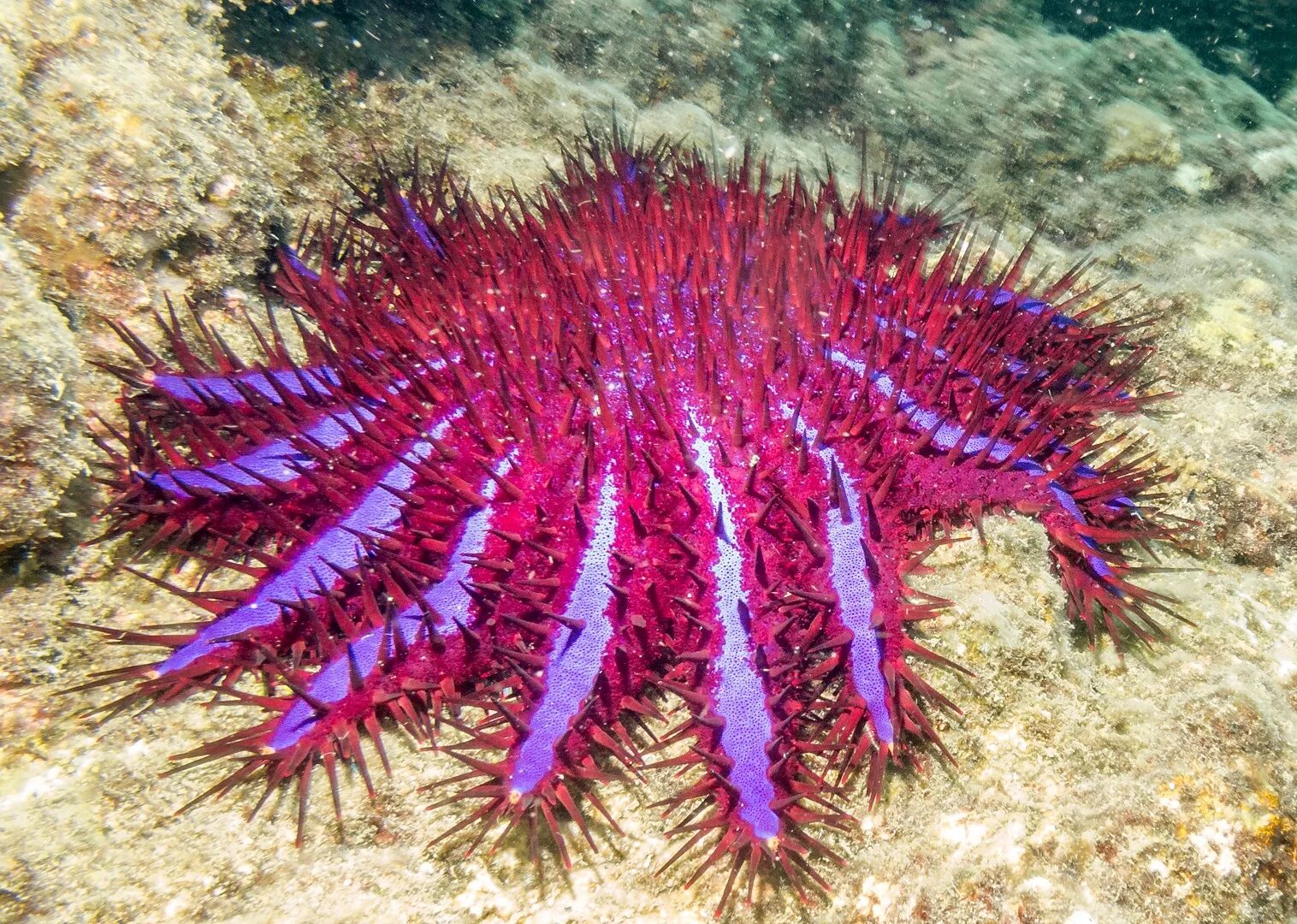 Иглокожие морские звезды. Иглокожие морской еж. Морские лилии – иглокожие животные. Иглокожие Echinodermata.