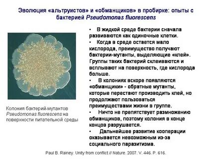 Каждый день бактерия порождает 3 новых бактерии