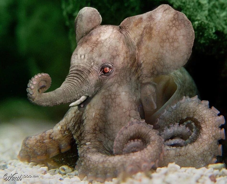 Несуществующее животное. Слон осьминог. Осьминог похожий на слоненка.