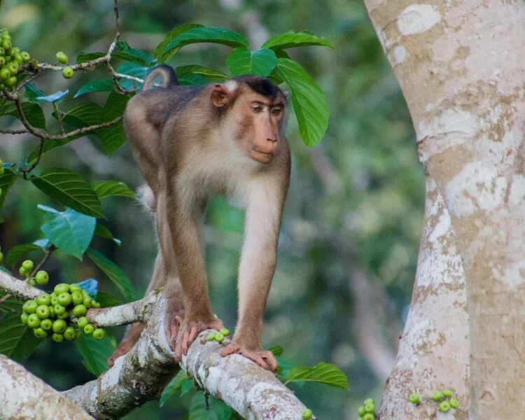 Свинохвостый макак. Макака лапундер. Лапундер фото. Northern Pig-tailed macaque.