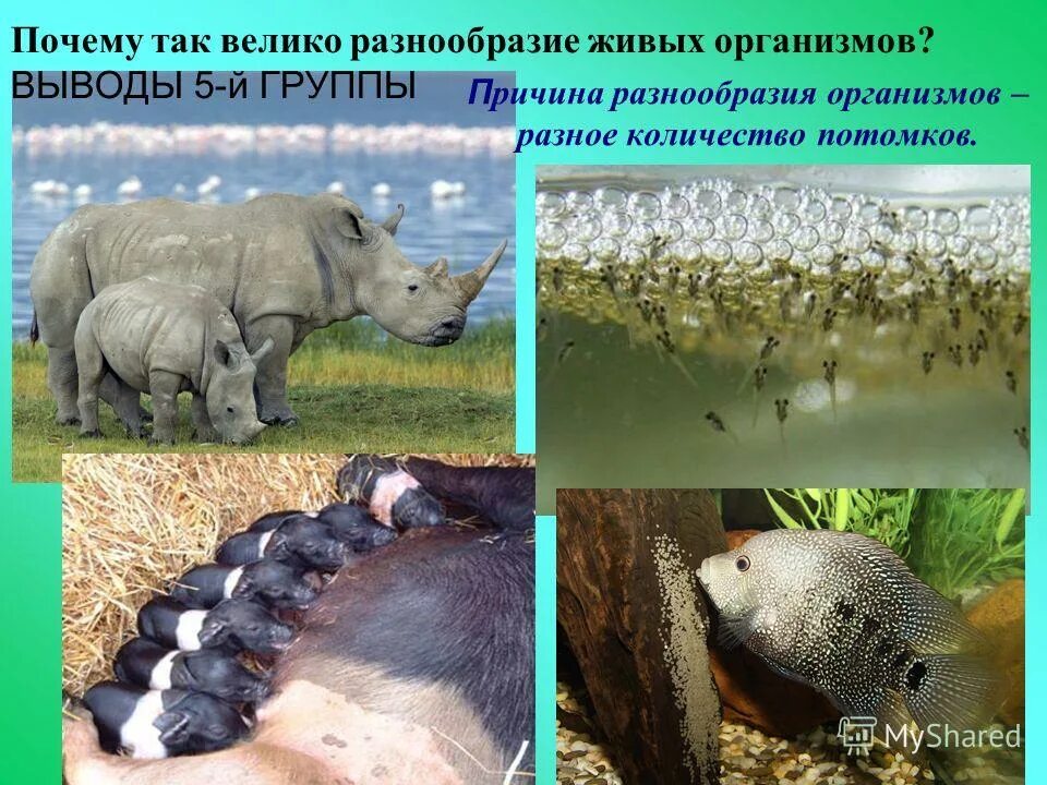 Сохранение генетического разнообразия. Разнообразие живых организмов выведенных человеком. Почему важно сохранить большое разнообразие. Разнообразие экосистем. Биологическое разнообразие.