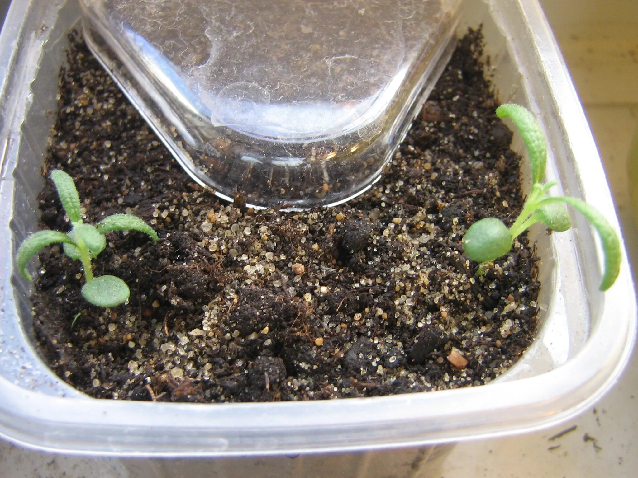 Как сеять розмарин на рассаду. Как сеять розмарин на рассаду. Как сеять розмарин на рассаду. Розмарин из семян в домашних. Укоренить розмарин.