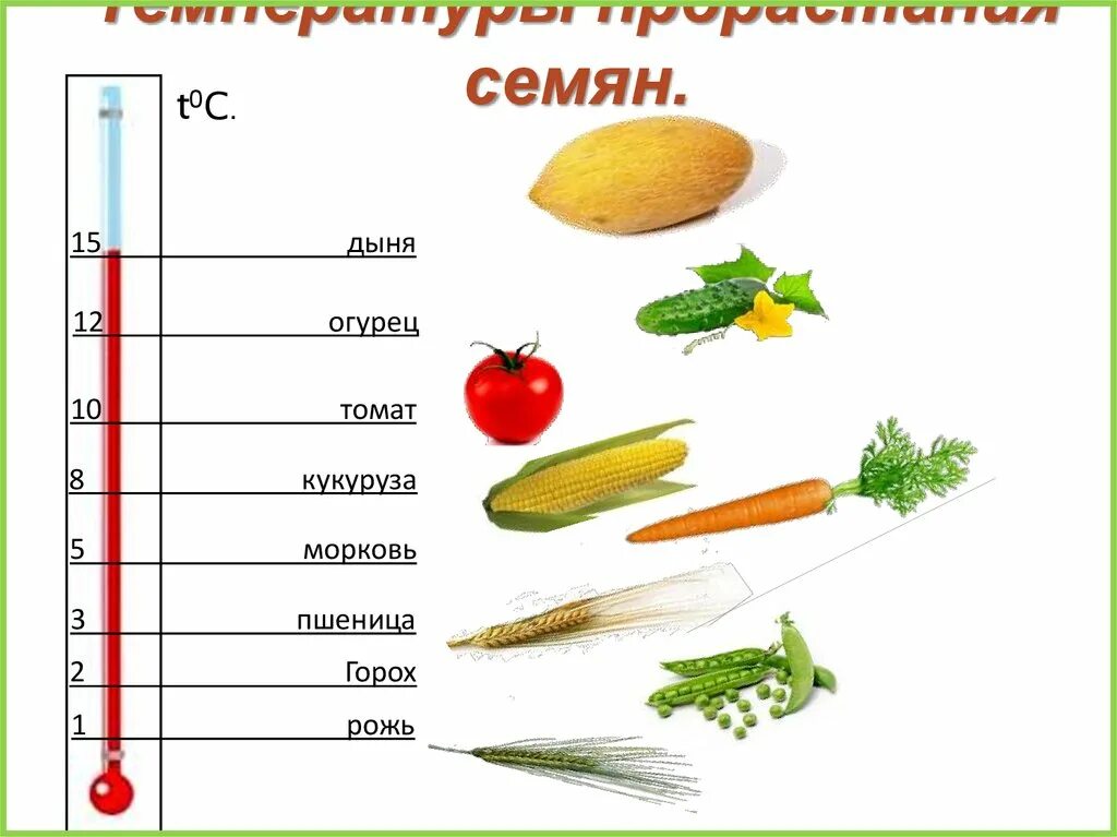 Температура для семян томатов