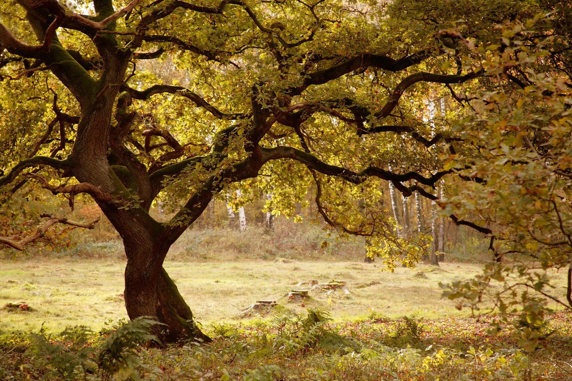 дуб черешчатый кузьминки. мордвиновские дубы шишкин. картас южный дерево. ветвистое дерево. дуб стамбульский.