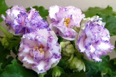 Фиалки фото сорт ле