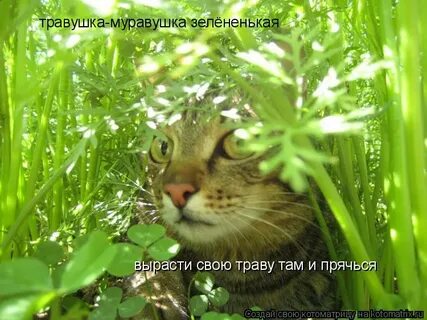 Трав там