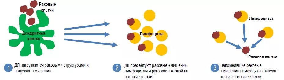 Вакцина дендритными клетками. Дендритные клетки иммунология. Дендритная клетка и лимфоцит. Вакцины на основе дендритных клеток.