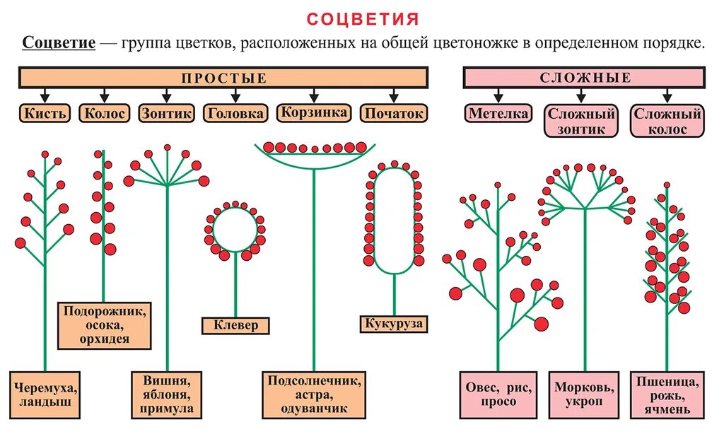 Схема по биологии 6 класс соцветия. Схема типов соцветий 6 класс биология. Сложные соцветия 6 класс биология таблица. Схемы соцветий и примеры растений.