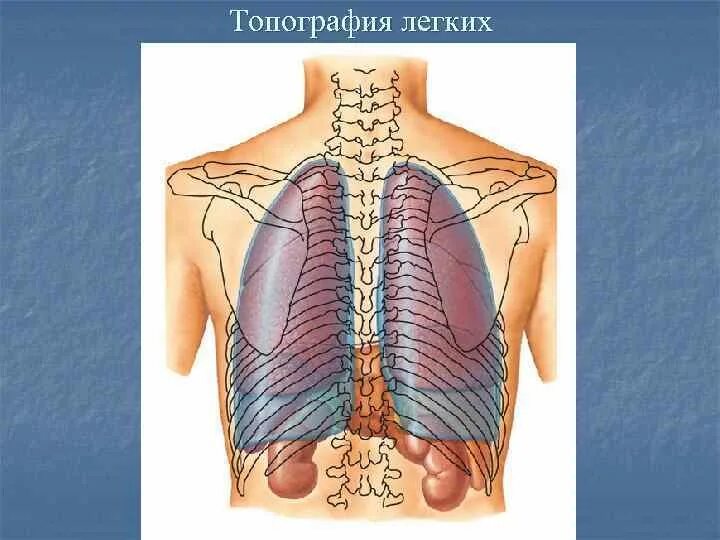 Топография легких. Легкие топография. Топогрфия лёгких. Границы легкого по ребрам