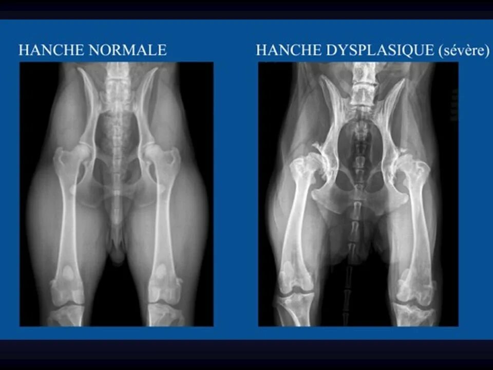 Дисплазия суставов у собак лечение. Дисплазия ТБС У собак рентген. Дисплазия тазобедренных суставов у собак. ТБС собаки рентген норма.