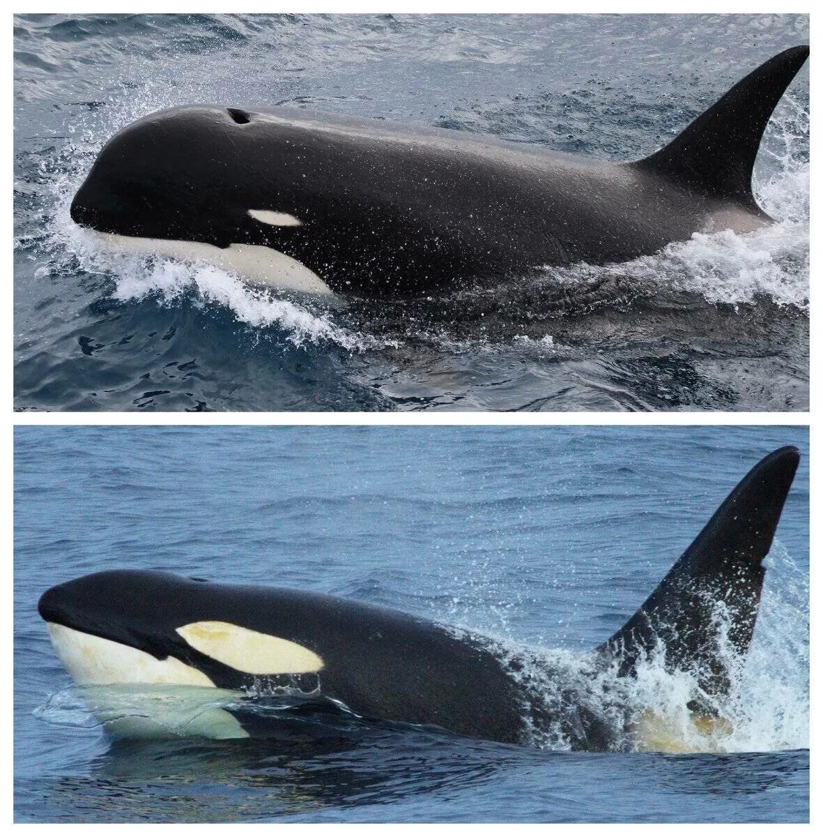 Кит Кашалот Касатка. Синий кит и Касатка. Касатка это кит или Дельфин. Как называется касатка