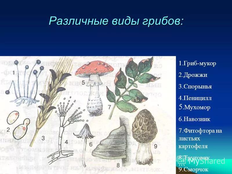 Мукор 2 головня. Мукор 2 головня. Мукор 2 головня. Мукор 2 головня. Мукор паразитический гриб.