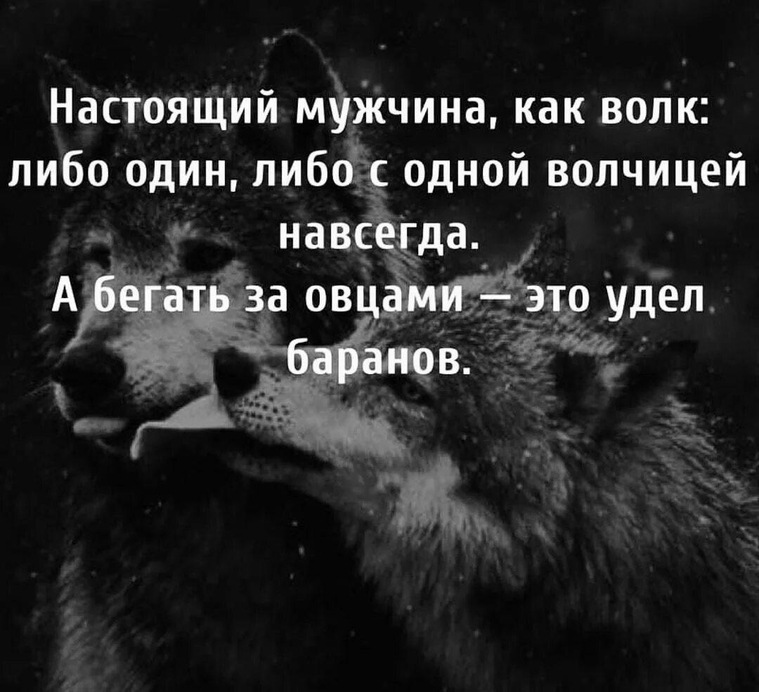 Либо два либо ни одного. Цитаты волка. Цитаты настоящих Волков. Либо с одной волчицей. Настоящий волк либо один с одной волчицей.