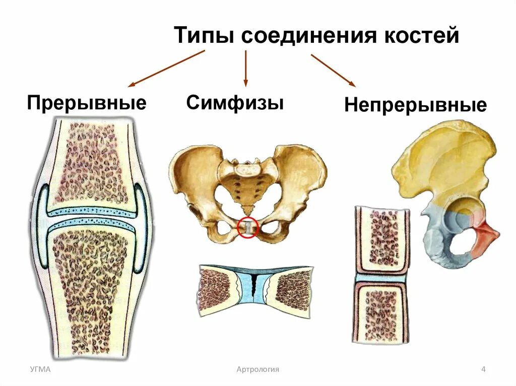 Соединение костей человека непрерывные прерывные. Классификация соединений костей скелета. Синдесмология, соединение костей. Типы соединения костей непрерывные прерывные.