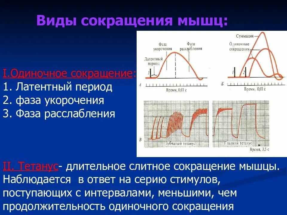 Сокращение мышц и работа сердца. Суммация и тетанус. Одиночные сокращения: фазы (тетанус). Фазы сокращения мышц. Одиночное и тетаническое сокращение мышц.