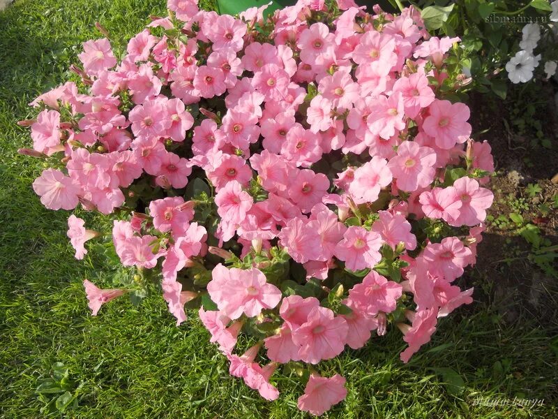 Петуния рамблин салмон капри. Салмон капри. Петуния рамблин салмон капри. Петуния каскадная рэмблин салмон капри. Салмон капри.