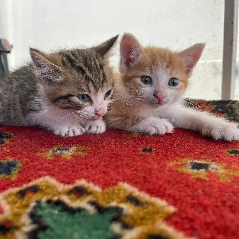 кошка приводит котят. котята рыси. кот выходит на улицу. котята даром в москве и подольске. семья котиков.