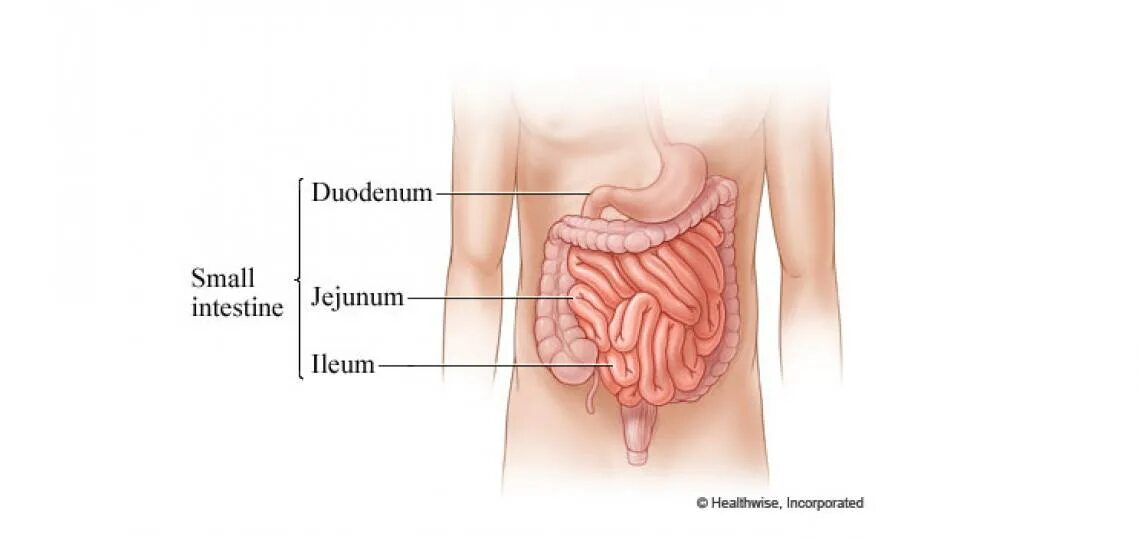Отделы тонкого кишечника анатомия. Тонкая кишка расположение строение отделы функции. Тонкий кишечник 3 кишки строение. Тонкий кишечник строение отделы. Правая подвздошная кишка