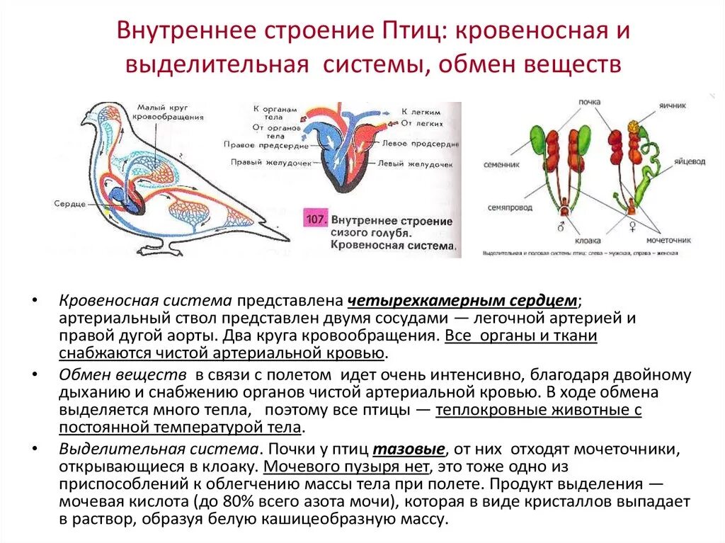 Особенности строения и жизнедеятельности птиц 8 класс. Строение кровеносной системы птиц таблица. Внутреннее строение птиц выделительная система. Схема особенности строения птиц. Класс птицы сердце и Тип кровеносной системы.