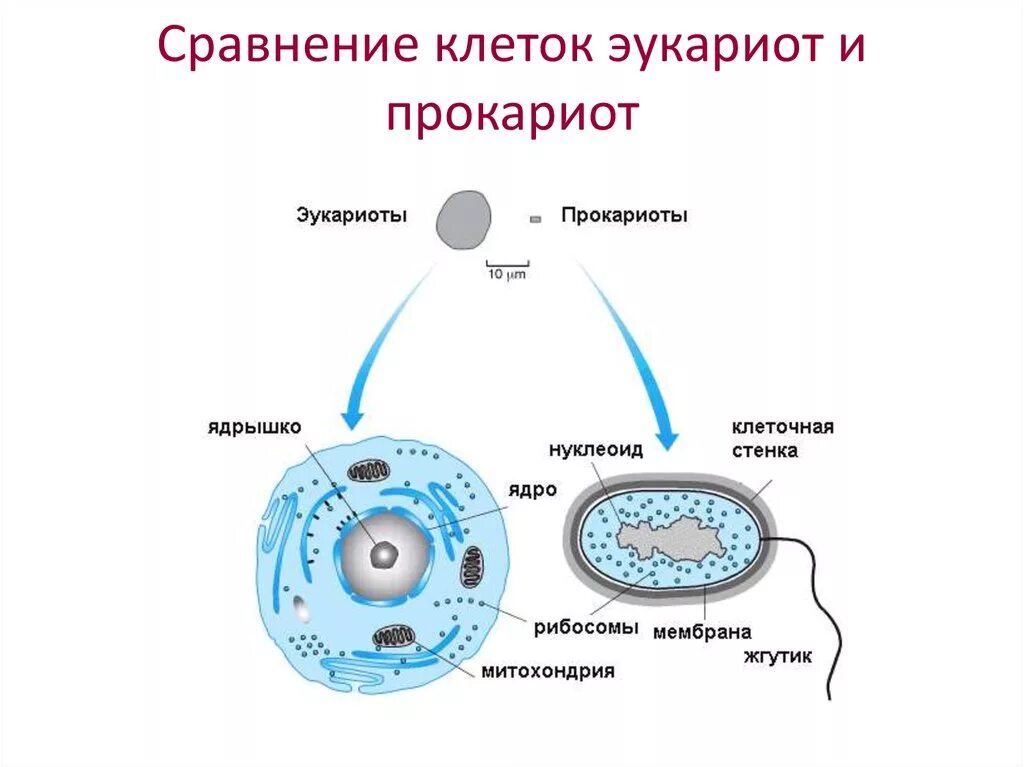 Дайте обозначение прокариоты и эукариоты