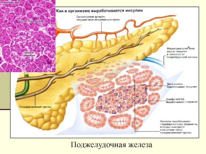 Что вырабатывает инсулин в организме человека. Инсулин островки Лангерганса. Инсулин – гормон, вырабатываемый поджелудочной железой. Поджелудочная железа секретирует инсулин. Какие клетки вырабатывают инсулин в поджелудочной железе.