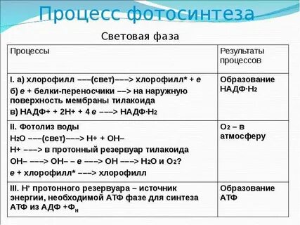 Установите последовательность реакций процесса фотосинтеза