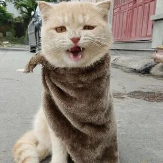 Коте кто придумал