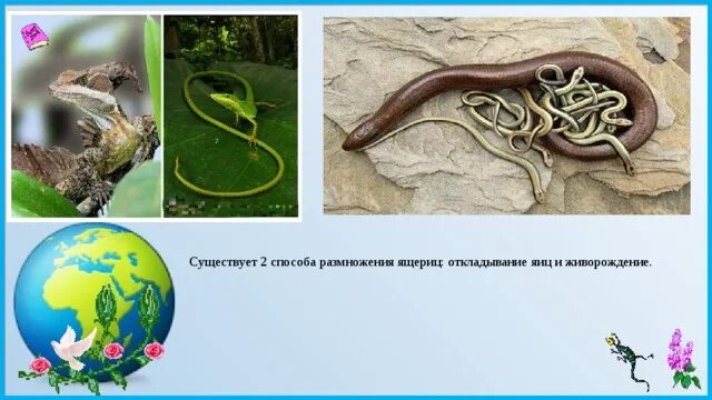 Способ размножения ящериц. Живорождение у пресмыкающихся. Яйцеживорождение и живорождение. Живорождение у ящериц.