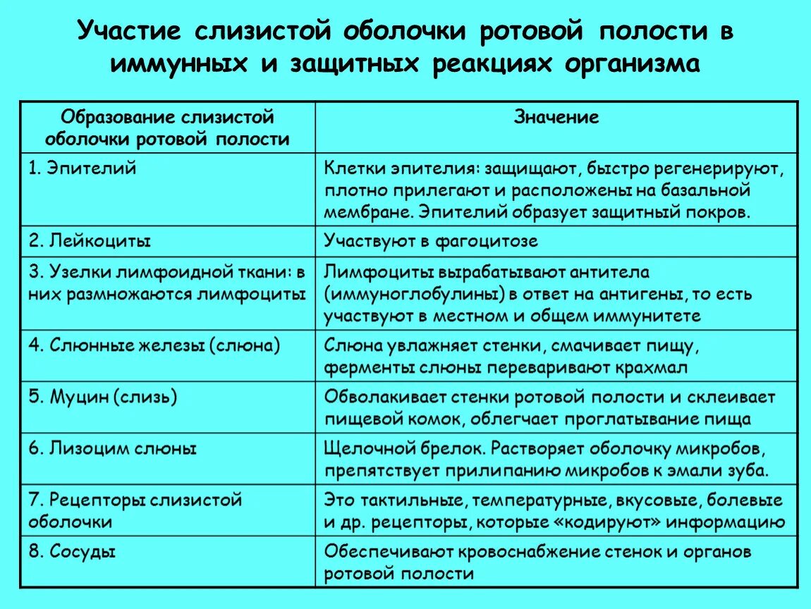 Функции слизистой оболочки полости рта таблица. Слизистая оболочка полости рта функции. Основные функции слизистой оболочки полости рта. Основные функции ротовой полости. Роль слизистых оболочек