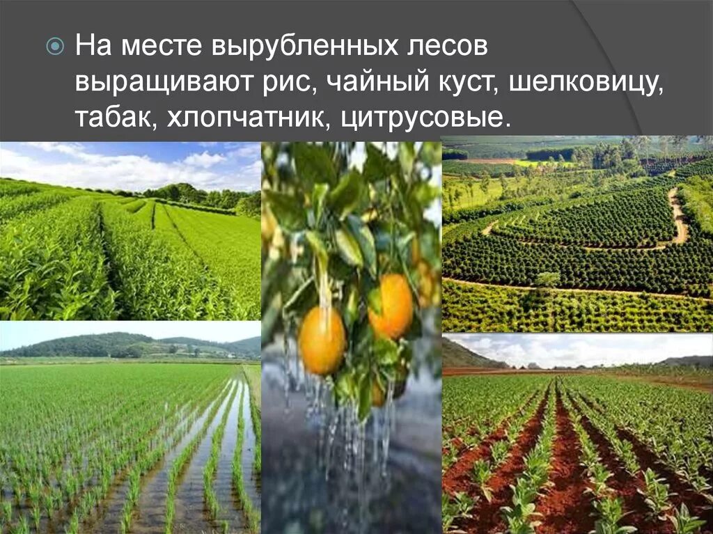 Что хорошо растет в россии. Субтропики технические культуры. Субтропики России выращивают табак. Технические культуры в субтропиках России. Субтропики России выращивание риса.